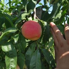 果农直销优质甜桃