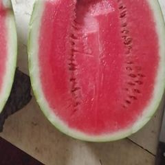 大量龙卷风.8424.美都.甜王.金城5号已上市