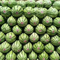 本产地硒砂瓜代办代发！