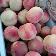 仓方早生，产地大量上市