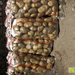 金都马铃薯专业合作社万亩土豆基地