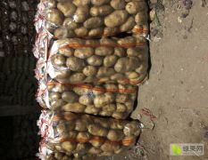 金都马铃薯专业合作社万亩土豆基地