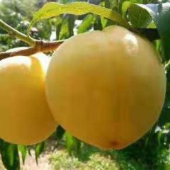 预售炎陵锦绣黄桃7月25左右开园，欢迎咨询代理13786355976