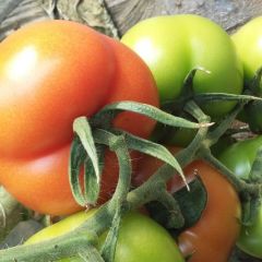 宁安黑龙史振超精品大红硬果西红柿