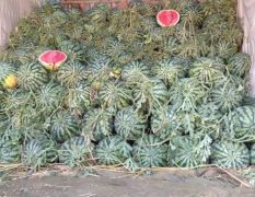 河南开封西瓜20万亩地西瓜大量成熟