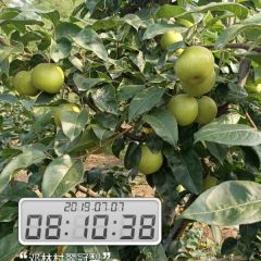 湖北宜城翠冠已大量上市