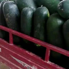 目前黑将军冬瓜大上市，形壮好，个头均称，色光亮