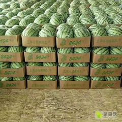 开封通许8424美都龙卷风西瓜代办