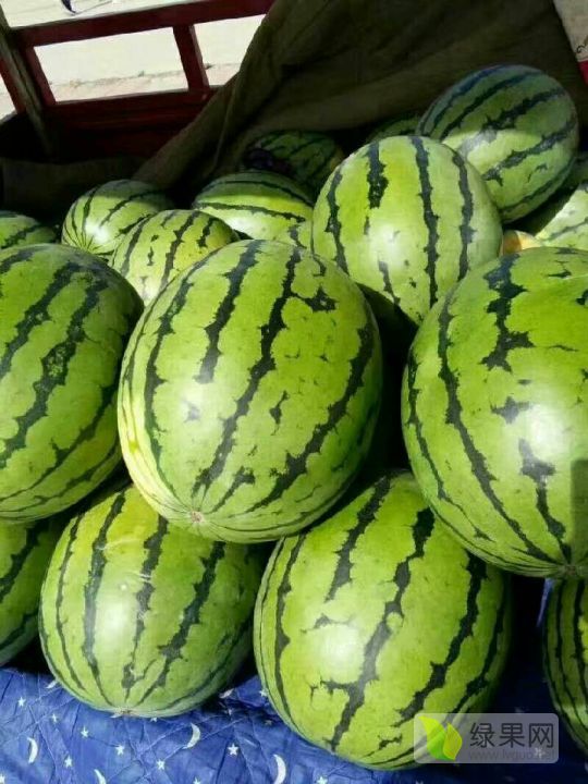 2019年吉林洮南京欣价格