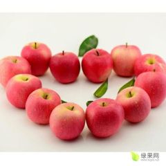 山西运城临猗县明亮果品购销合作社大量供应各种苹果