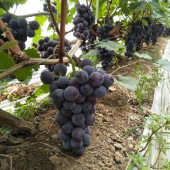 青州郑母荣明5号葡萄熟了