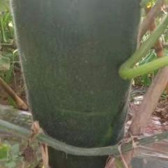 南票冬瓜 自家有大量黑皮冬瓜成熟，准备出售