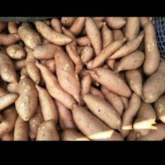 大量供应龙薯9号