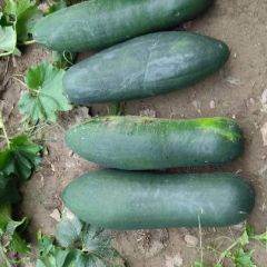 程秋辣椒种植专业合作社: 基地精品特黑特亮黑柱冬瓜200亩上市