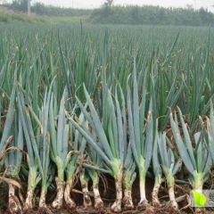 新发地常年供应剥好大葱，物美价廉