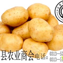 沽源县土豆《马铃薯》