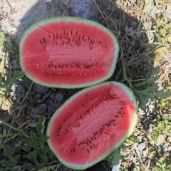 甘肃庆阳宁县优质西瓜金城5号成熟上市