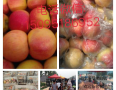 潍坊市寒亭区大量供应膜袋嘎啦苹果、美八、金帅、纸袋红星、膜袋红富士