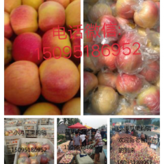 潍坊市寒亭区大量供应膜袋嘎啦苹果、美八、金帅、纸袋红星、膜袋红富士