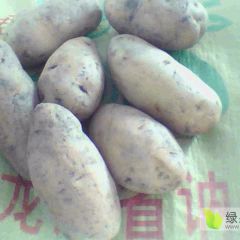 黑龙江优质马铃薯产地