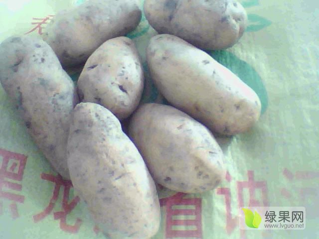 2019年黑龙江讷河荷兰十五价格