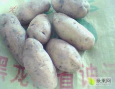 黑龙江优质马铃薯产地