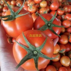 山东大红硬果西红柿 9月份大量上市 有质有量！