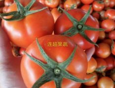山东大红硬果西红柿 9月份大量上市 有质有量！