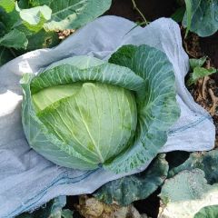 奥奇娜大量上市价格走低