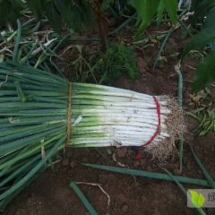 万荣大葱欢迎采购