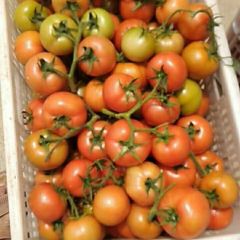 湖北高山反季节西红柿大量上市了