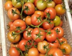 湖北高山反季节西红柿大量上市了