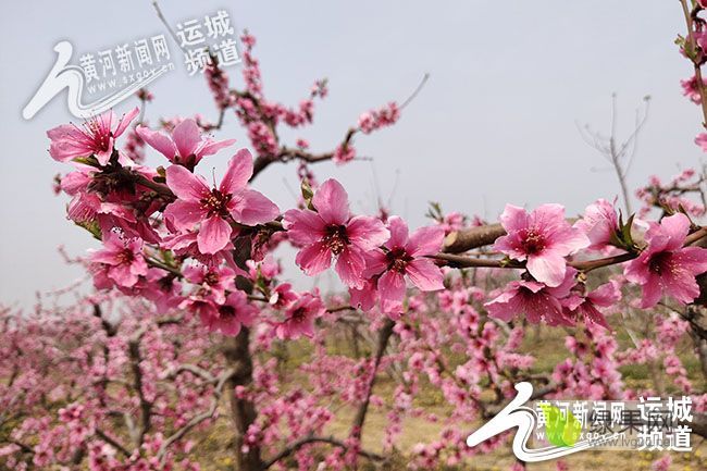 2019年山西万荣超越桃价格