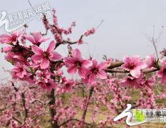 十里桃花，印象南景(万荣南景村全国优质毛桃示范基