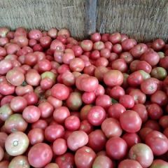 西红柿供给信息发布