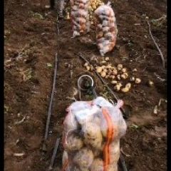 黑龙江宁安土豆上市中