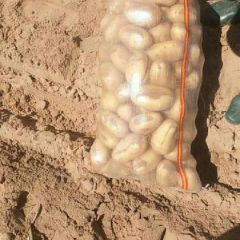 陕北中佳2号上市