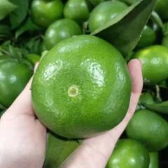 特早柑橘，产地直销。