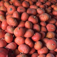 红南瓜 黄金瓜 红栗南瓜 金丝楠瓜