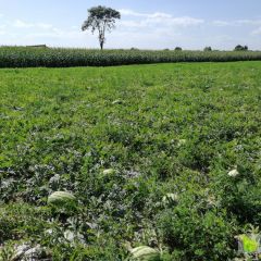 个头大，颜色好，大小均匀！