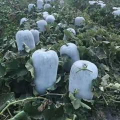 广东韶关翁源冬瓜种植大户