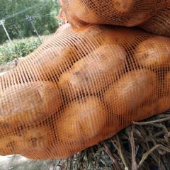 代收土豆，圆白菜，西红柿