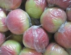 大量中秋王，红星苹果美八苹果大量有货