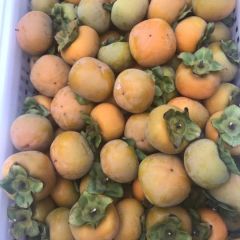 大量供应七月黄柿子