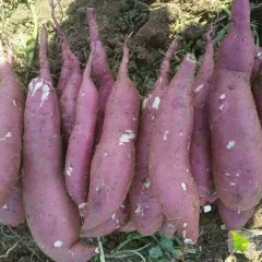 开封商薯19颜色好条形棒！价格不高0.5/斤欢迎致电