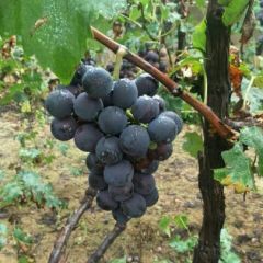 辽南巨峰葡萄 因地区下雨原因急卖