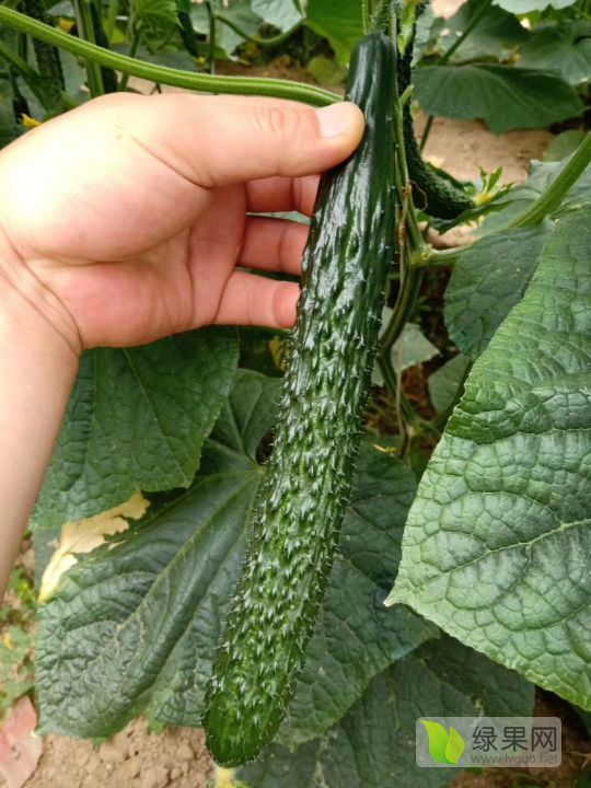 2019年山东莘县D81价格