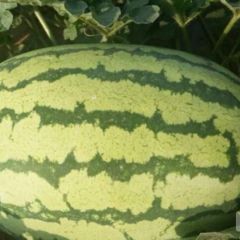 甘肃省宁县新宁镇晒西瓜