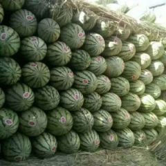 扎子原西瓜正在热购中