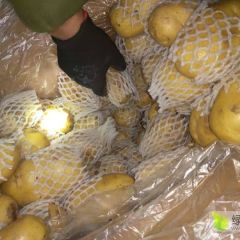 库存大量各种规格土豆